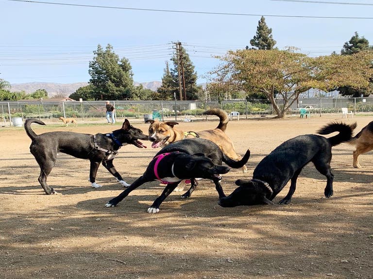 Whitnall Off-Leash Dog Park in North Hollywood