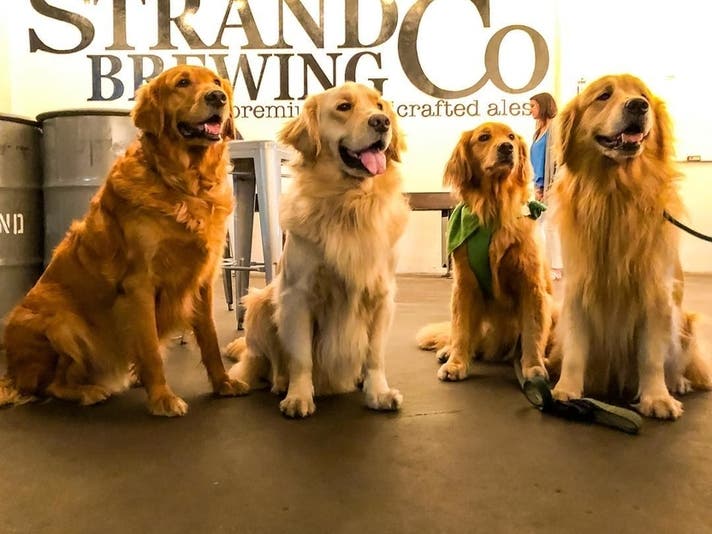 strand brewing dogs