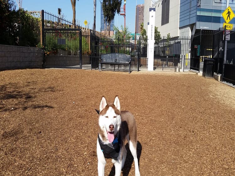 L.A. LIVE Dog Park