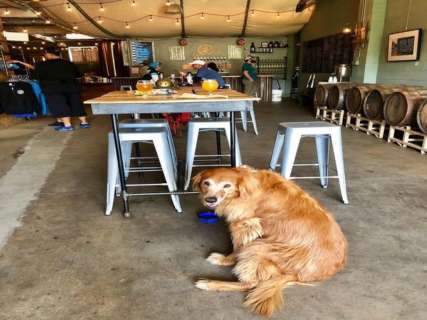 frogtown_brewery_dog