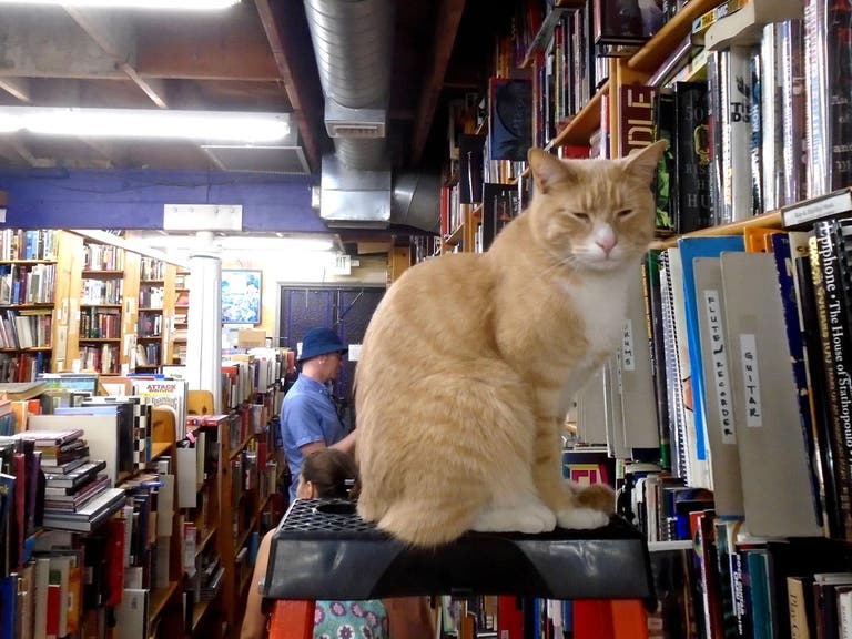 Sleepy cat on a ladder at Iliad Bookshop
