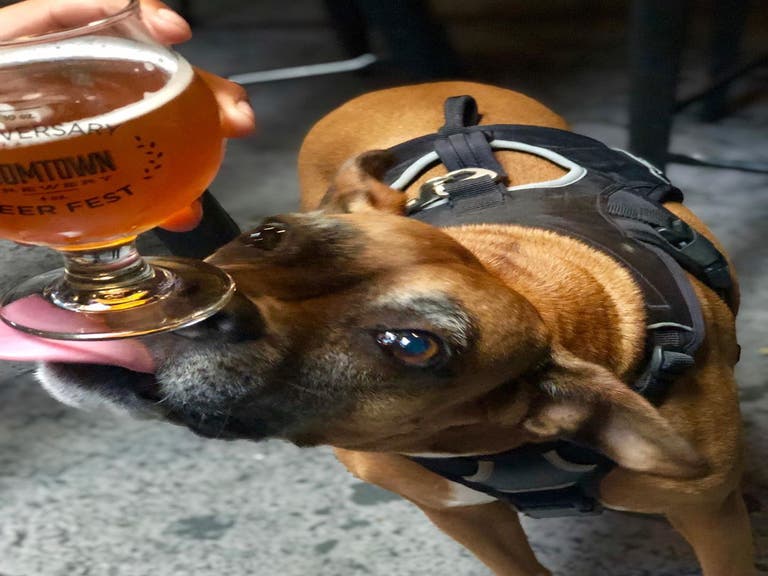Dog licks a beer glass at Boomtown Brewery in DTLA
