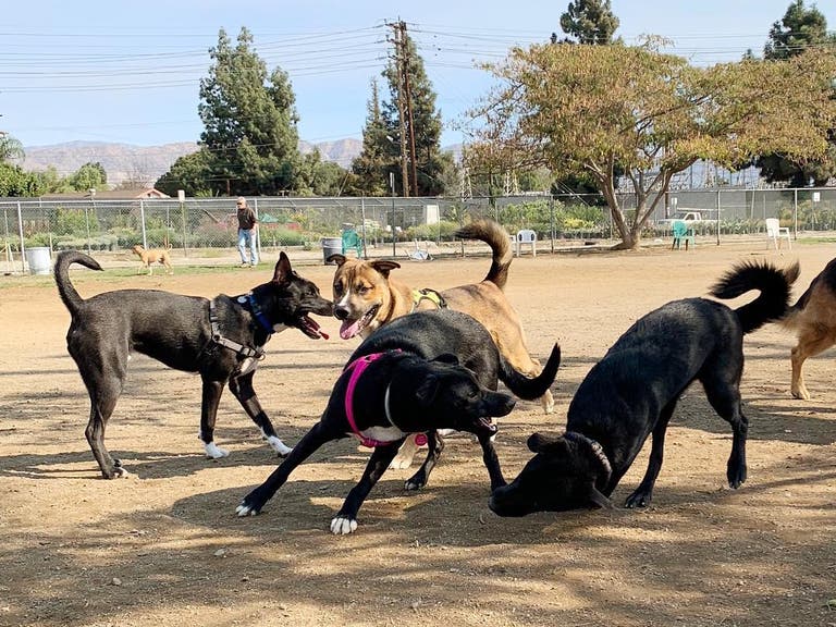 Whitnall Off-Leash Dog Park in North Hollywood