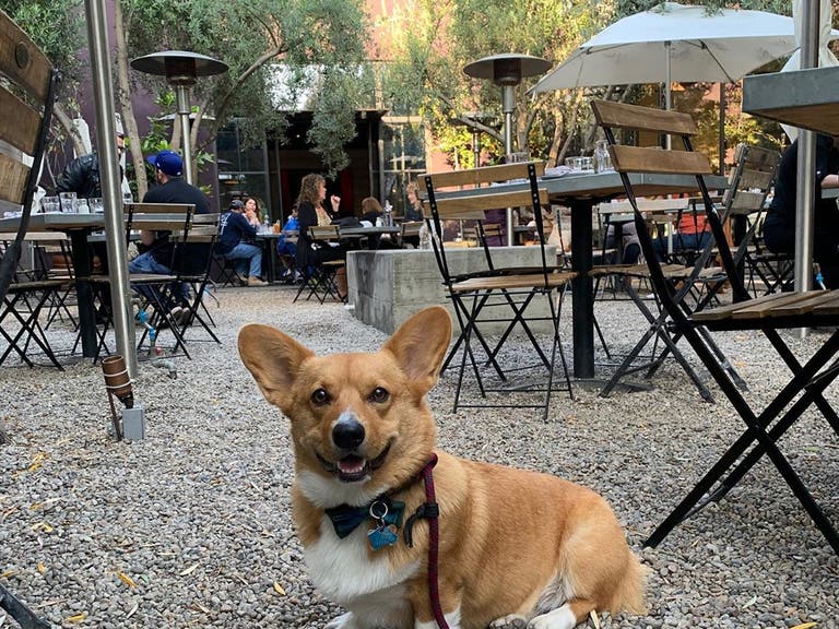 Dog on the patio at Zinc Cafe & Market in the Arts District