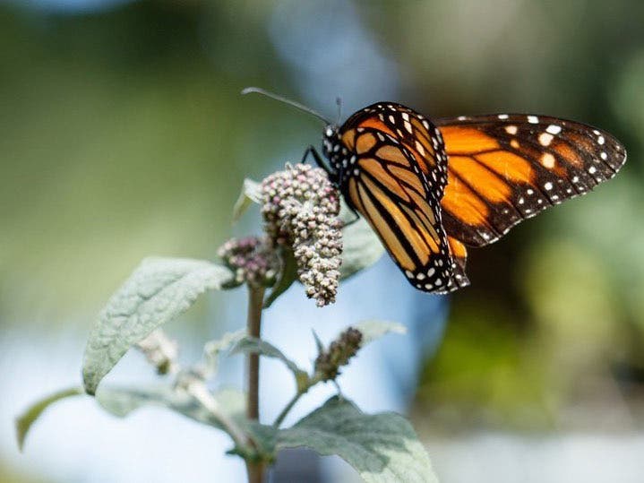 Monarch Butterfly at NHMLA 2020