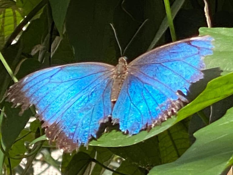 Blue Morpho Butterfly at NHMLA 2020