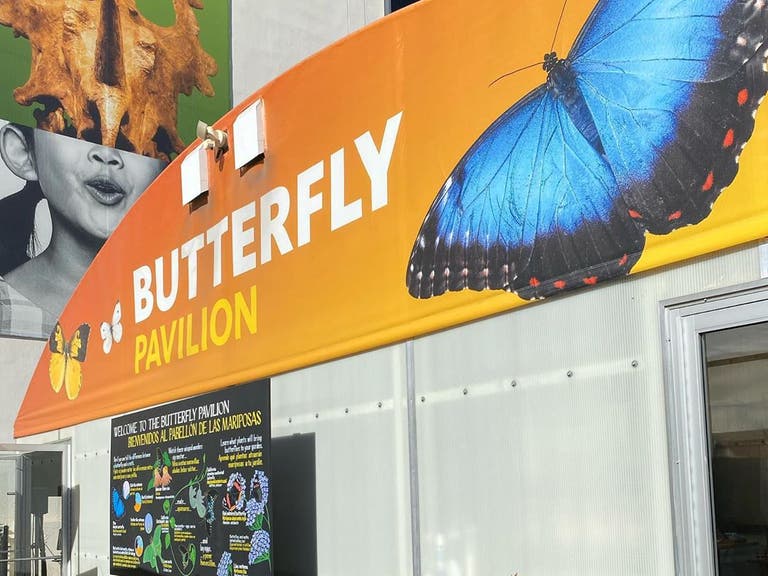 Butterfly Pavillion at NHMLA 2020