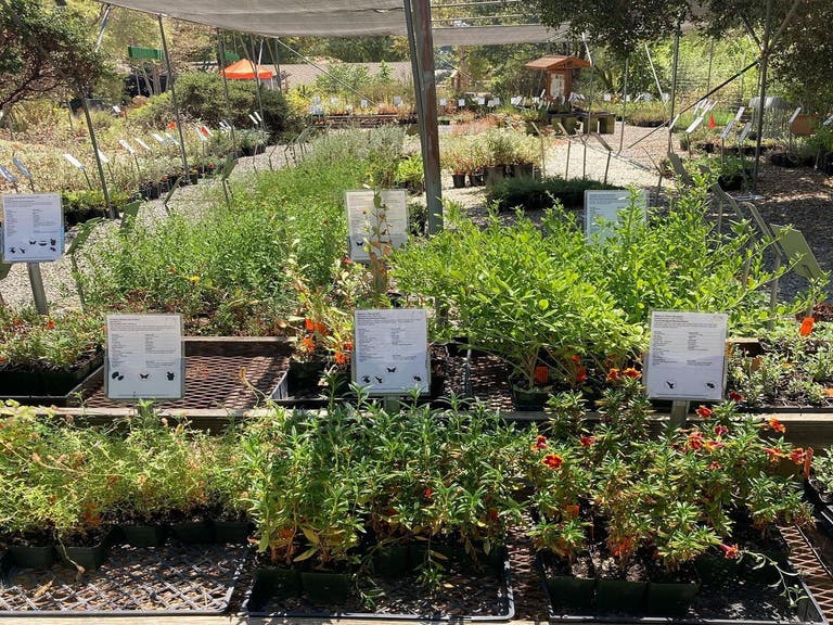 Native plants nursery at Theodore Payne Foundation in Sun Valley