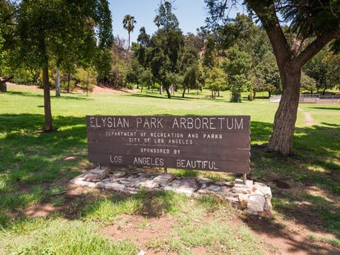 echo park in los angeles, california - paintedposies