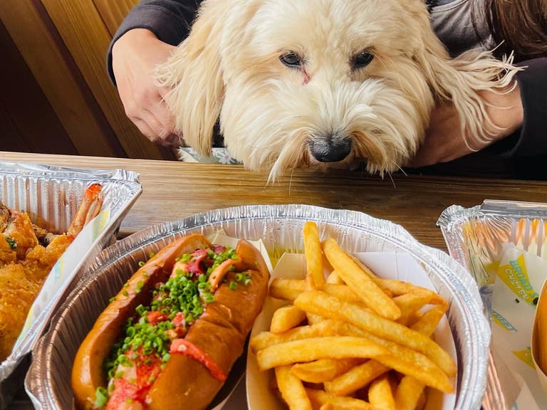 Dog wants the lobster roll at Broad Street Oyster Co. in Malibu