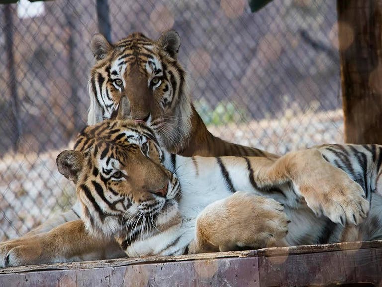 Aspen and Willow tigers at Shambala Preserve