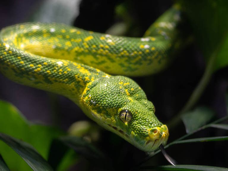 Green tree python at the LAIR in the Los Angeles Zoo