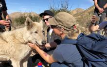Hiking with Wolves at Wolf Connection