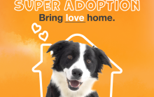 Super Adoption