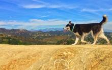 Dog hiking in Runyon Canyon